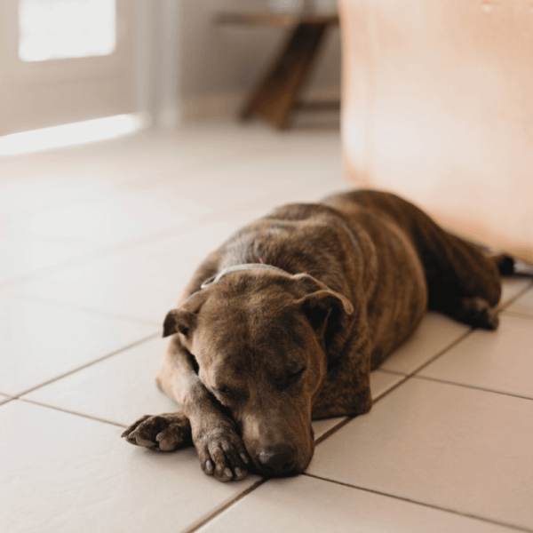 a sleepy dog enjoying underfloor heating for tiled floors